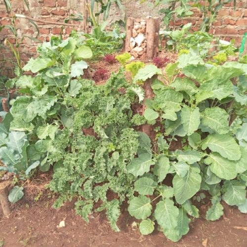 From Hunger to Hope: My Journey into the Climate Quest